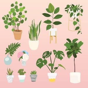 Indoor plants don't have a great effect on air quality. 