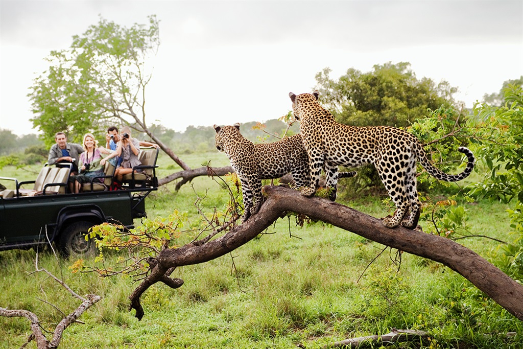 Two leopards on tree watching tourists in jeep. Photo: Galloimages/Gettyimages.com
