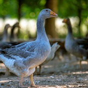 France kicks off bird flu vaccinations, prompting US and Japanese import restrictions