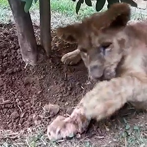 Two lion cubs rescued from a breeding farm in Lichtenburg have shown incredible signs of progress.