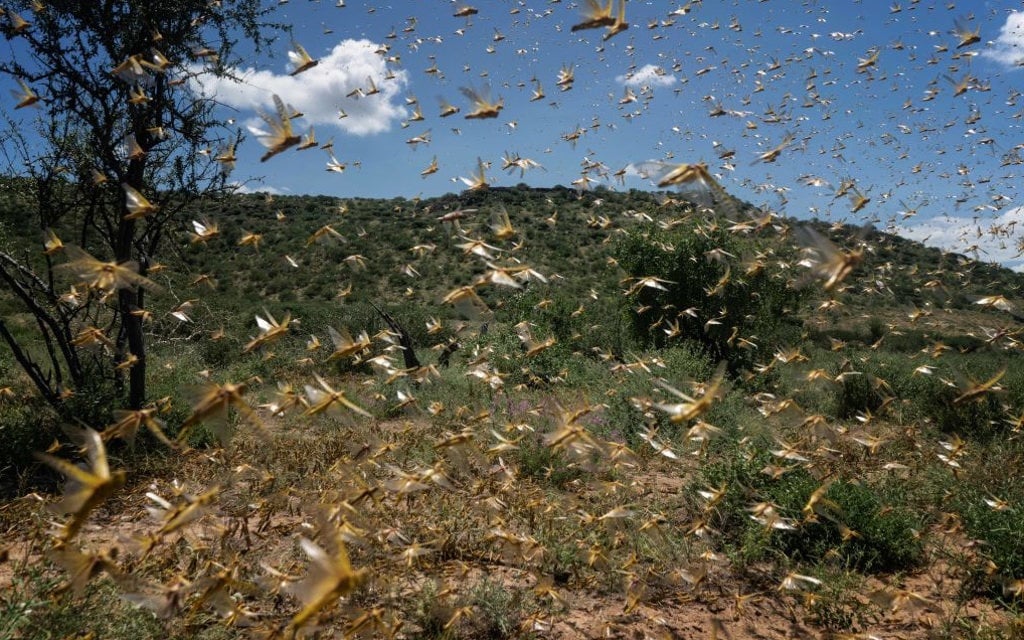 Locusts start to fly in the morning hours after roosting in the trees overnight on May 21, 2020 in Samburu County, Kenya.