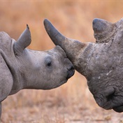 Rhino poachers increasingly targeting private reserves, says minister