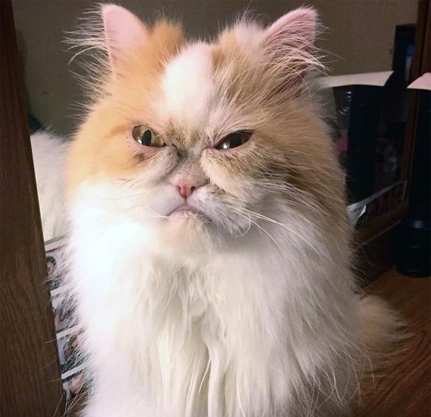 What Breed Is Grumpy Cat