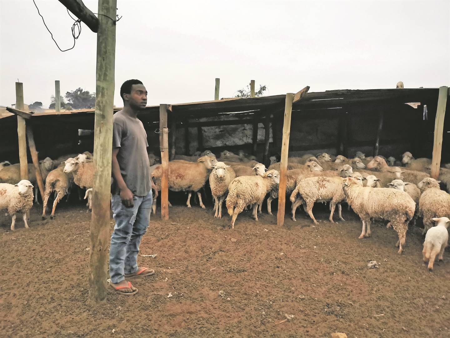 Phikolomzi Maphathwana (25) looks after his family’s flock after his mother lost more than 80 sheep to thieves in 2018. Picture: Lubabalo Ngcukana