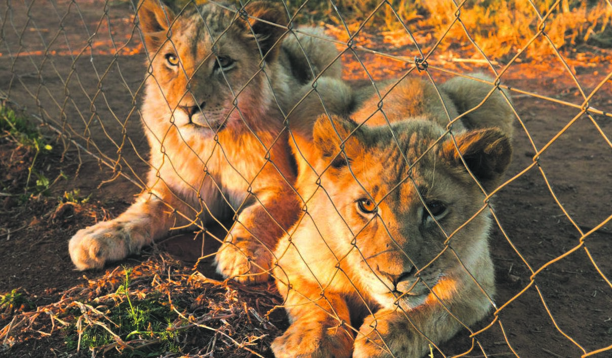 Every single day in South Africa captive bred or tame lions continue to be killed in canned hunts, and hundreds more are slaughtered annually for the lion bone trade in Asia. Picture: Supplied