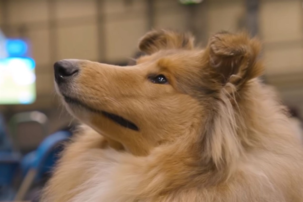 Watch Why Pedigree Dogs Are So Expensive Businessinsider