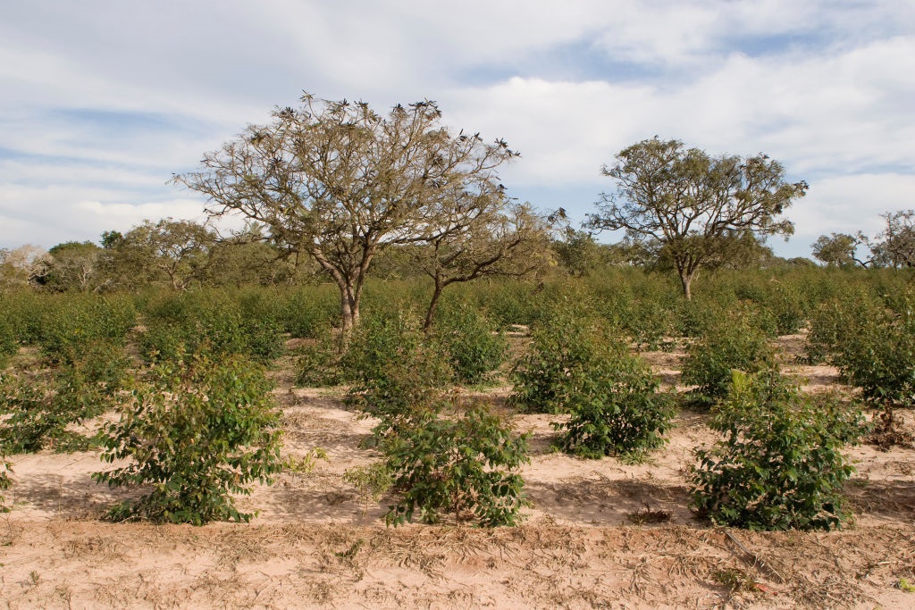 It is estimated that about 34% of Brazil's Cerrado would be lost by 2050 if deforestation continues at current rates.