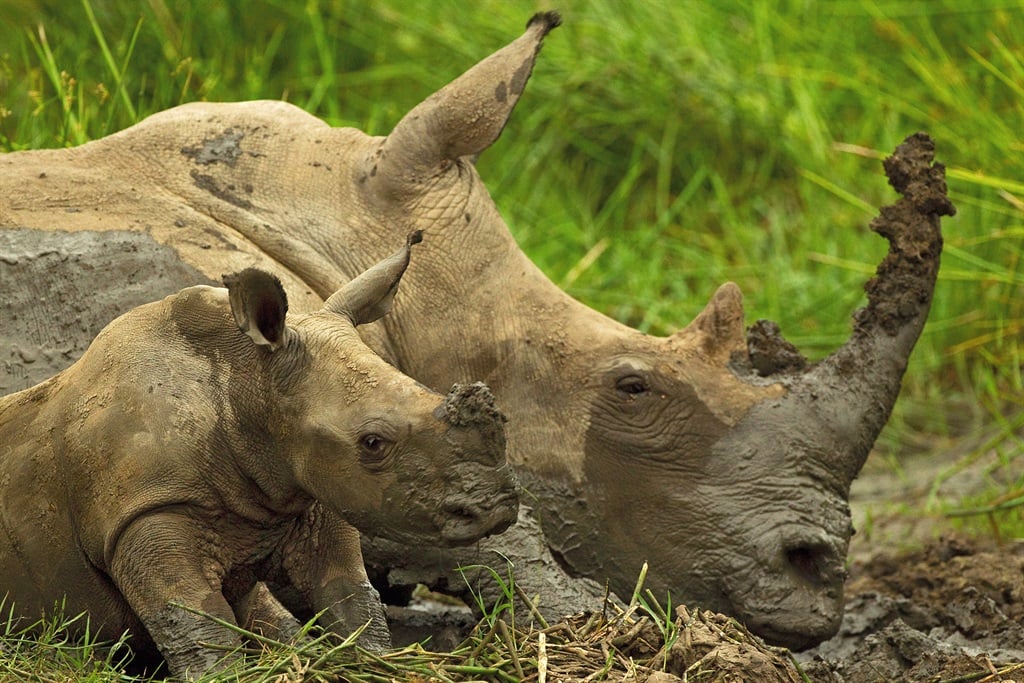 News24 | Poaching problem: KZN bears brunt of the 499 rhinos killed in one year