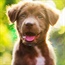 Surprising ways owning a dog is good for your health