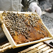 'If you make your farm, the bees will come' 