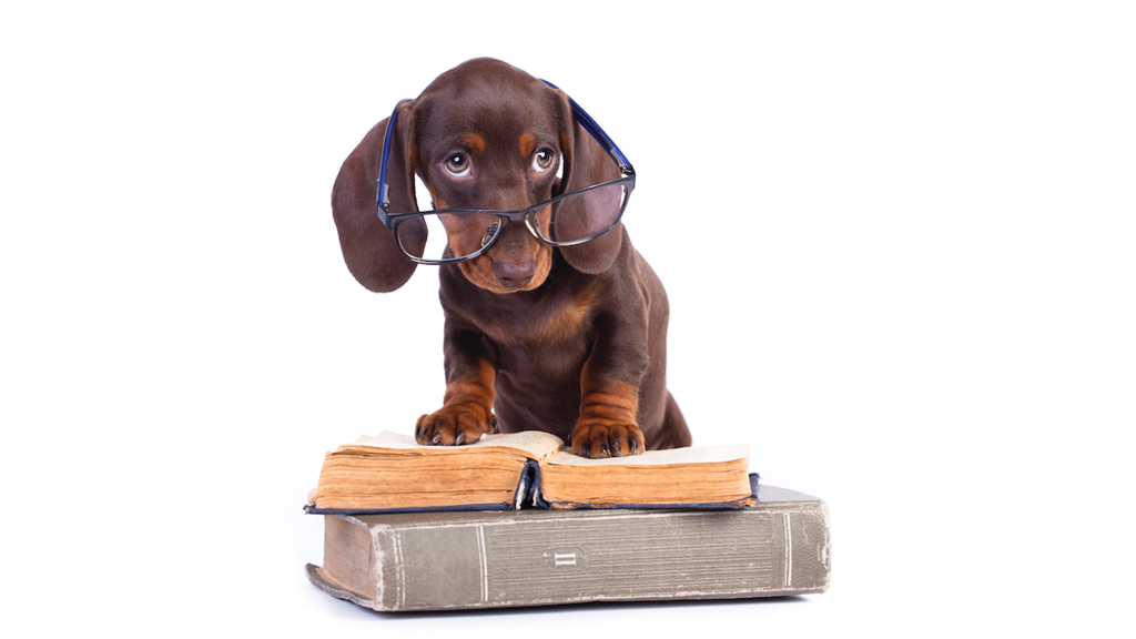 Dachshund puppies can totally be erudite.