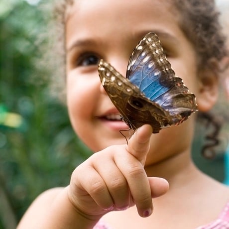 Child Holding Butterfly Speckled Wood