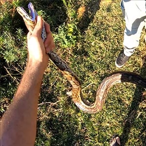 A teenage boy had his regular walk home from school interrupted when he saw a python in Edendale in KwaZulu Natal, earlier this month.