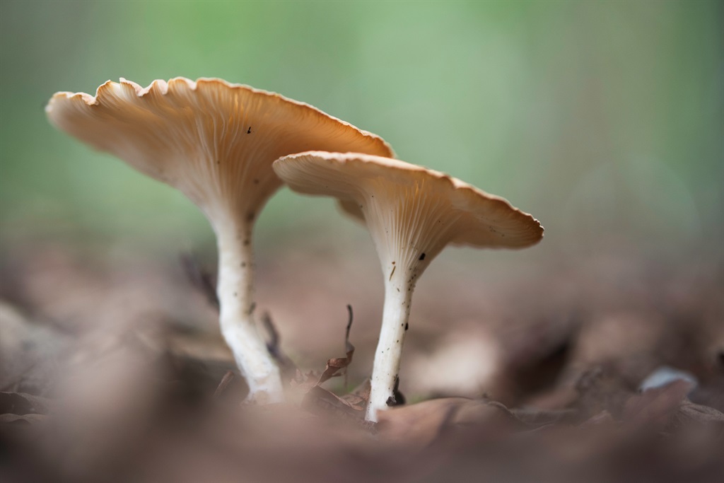 Australian Police Probe Deadly Mushroom Lunch That Killed Three News24 