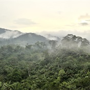 WATCH | Rainforest countries form pact to demand conservation cash from rich nations