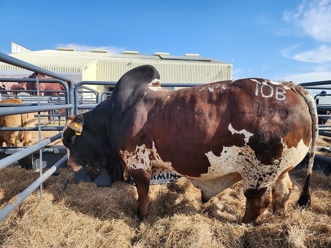 Jester, the Boran bull that fetched more than R3 million. 
