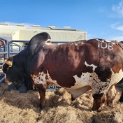 Ramaphosa pays record price for a Boran bull 