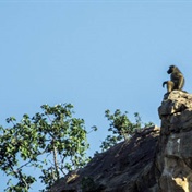 With my own eyes: Eagle klaps baboon in Botswana