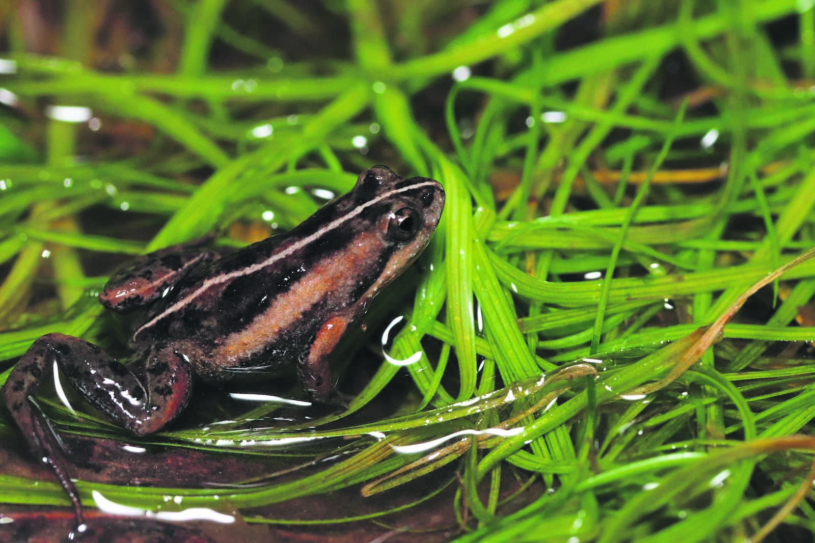 An army of Micro Frogs: An exciting Nuwejaars wetlands discovery