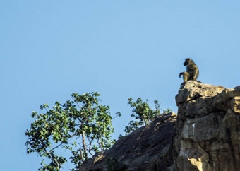 With my own eyes: Eagle klaps baboon in Botswana