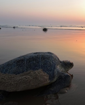 Sea turtle. (PHOTO: Getty/Gallo Images)