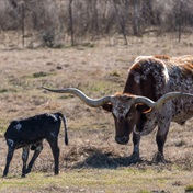 Bone dry on the range: Texas cattle ranchers battle drought, extreme heat