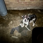 Bloemfontein SPCA puts down pit bull who was hit with glass bottle for stealing braai meat