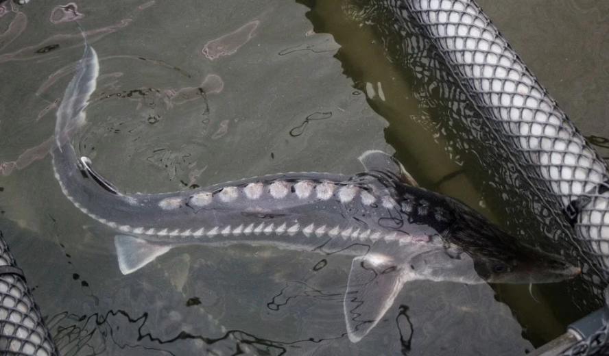 A sturgeon is pictured in a net. (Photo: Mamyreal,