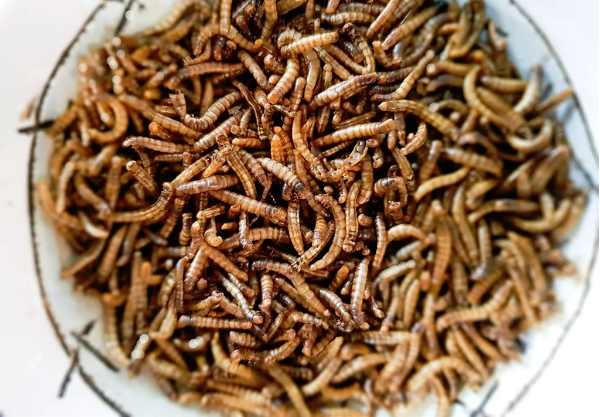 Insect Restaurant