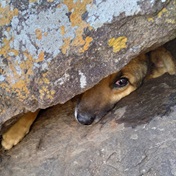 Cradock community band together to rescue dog trapped under 2-ton rock