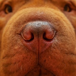 How do dogs' noses work?