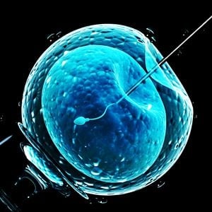 A fertilized egg may now be matured in the lab. 