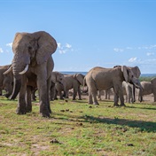Drought drives Zimbabwe's biggest elephant migration since 2019