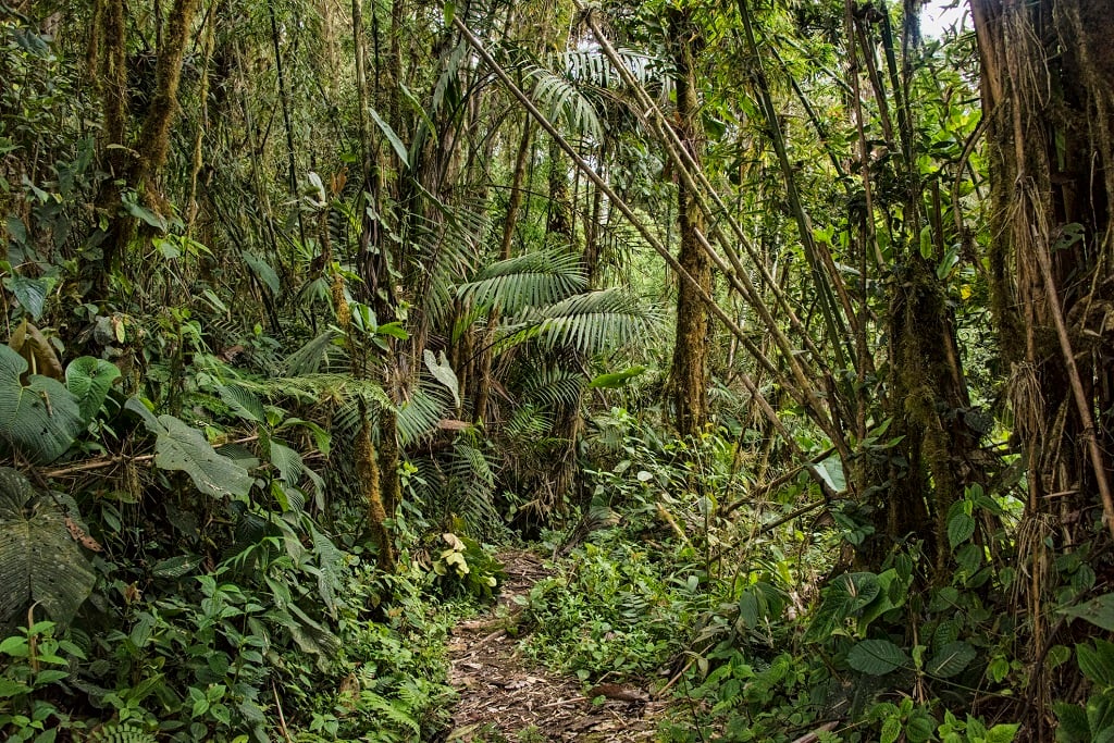 Ecuadorans voted to halt exploitation of an oil block in the Yasuni National Park.