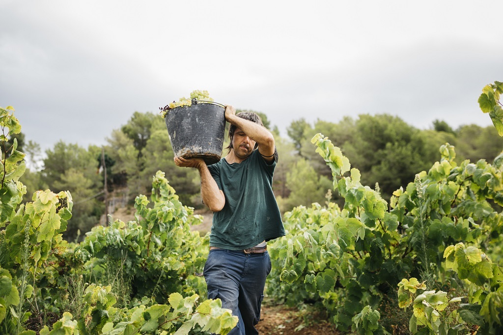 A worker picks grapes in the south of France. The climate crisis has hammered producers, with global production at a 60-year low