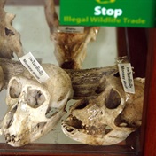 French customs seize some 400 monkey and baboon skulls destined for the US, worth up to R20 000 each