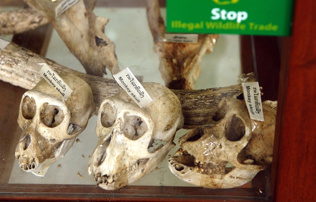 A 2011 display of monkey skulls among confiscated smuggled wildlife parts. (AFP PHOTO/HOANG DINH NAM)