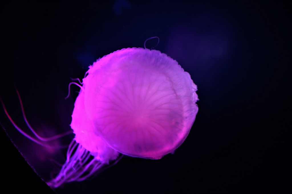A certain jellyfish species is able to revert to a juvenile state, repeatedly.