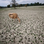 Cattle graze in dry reservoirs as drought grips Istanbul