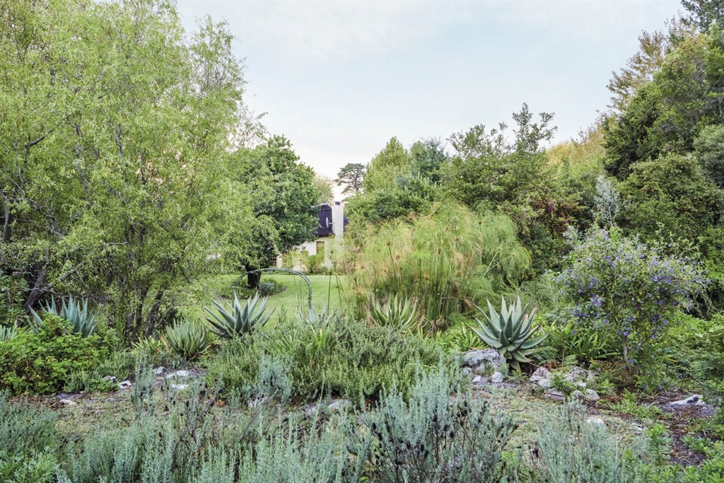 Maya’s large garden consists of an abundance of low-maintenance plants such as Spanish lavender, which never gets pruned and is a favourite habitat for the resident chameleons. Maya cultivated the bitter aloes (Aloe ferox) from offsets taken from the parent plants.