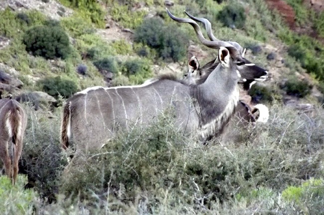 Kudu like these are often seen in the Bosch Luys K