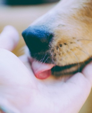 Dog licks owner's hand. (Photo: Getty Images) 