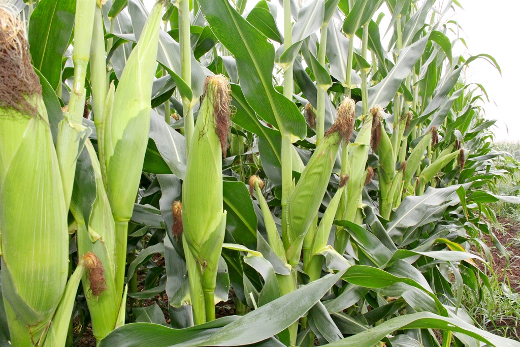 Hujan rata-rata di atas normal untuk Afrika bagian selatan, tengah, tetapi penundaan akan mempengaruhi kematangan jagung