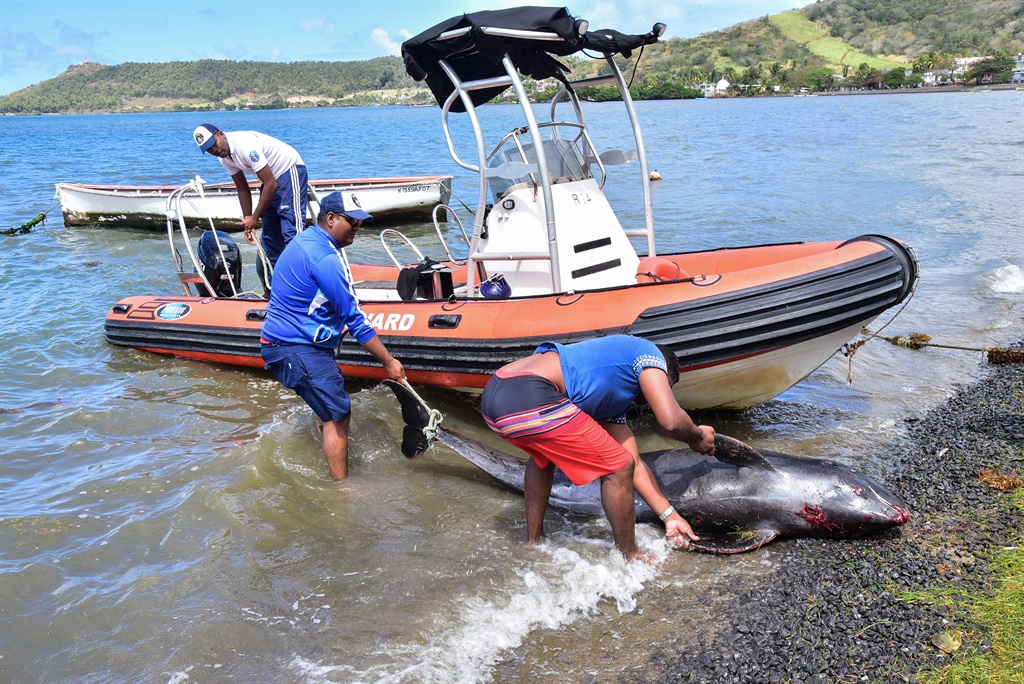 Men recover the carcass of melon-headed whale – known as the electra dolphin – at the beach in Grand Sable, Mauritius on 26 August 2020. 