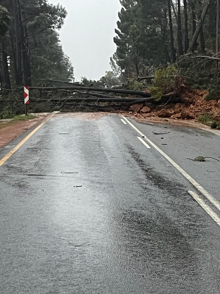 Uprooted trees have led to the closure of some roads in the Western Cape. Photo from Facebook.