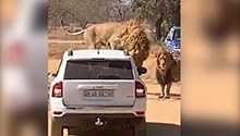WATCH | The mane man: Lion hitches ride on car during game drive