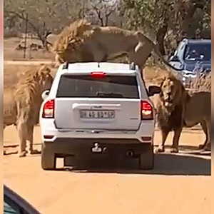 Visitors at the Lion and Safari Park in Hartbeespoort north of Johannesburg had the shock of their lives earlier this month when a pride of lions got a little too close for comfort.  (Screenshot)