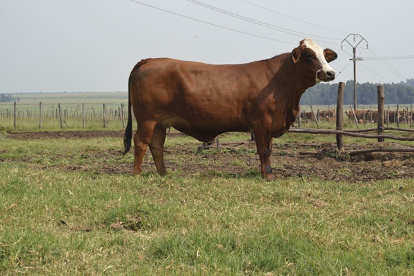 Die koei (nr. DIP1559B, foto) is teen die hoogste prys van R70 000 aan mnr. Leon Bekker en Seuns van die Sanleo-stoetery, Warden, verkoop. 