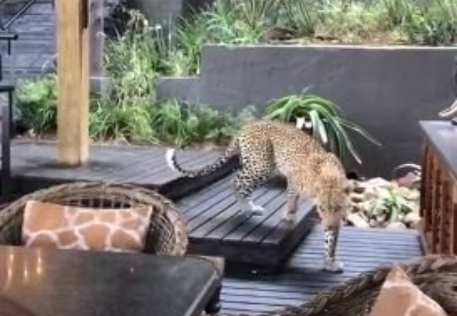The leopard strolls through the Singita Ebony Lodge’s reception area. (Picture: Screenshot from video/ Reg Calmeyer)