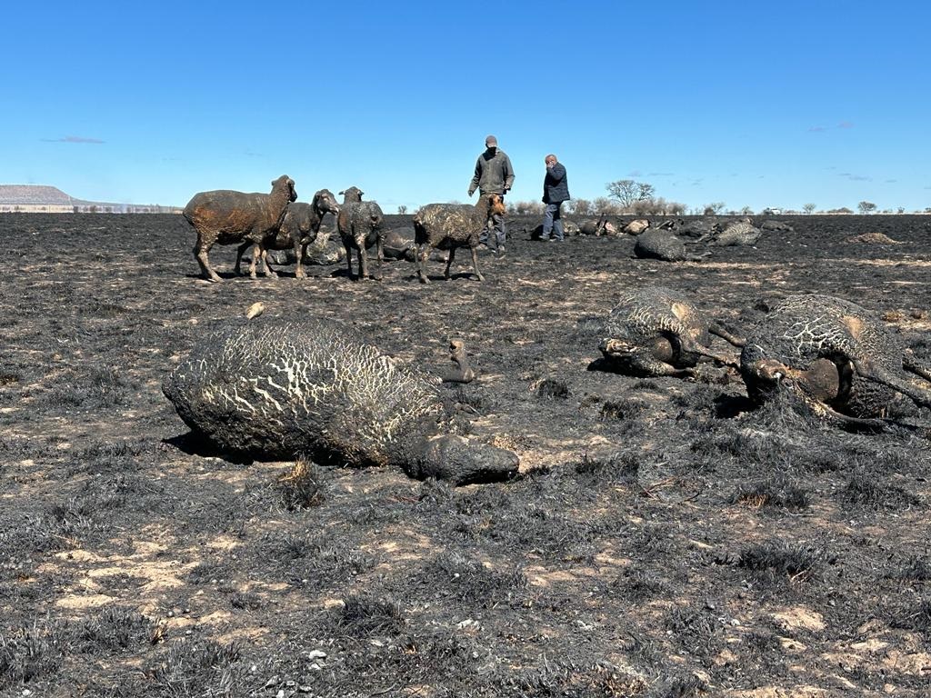 More than one hundred animals were found dead following fires in parts of the Free State over the weekend. 